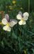 Wandern Piemonte - Viola calcarata